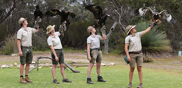 raptors